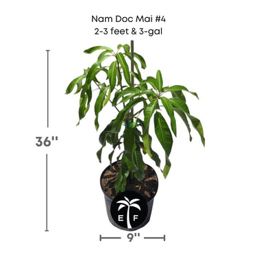 Nam Doc Mai # 4 Dwarf Mango Tree, Grafted